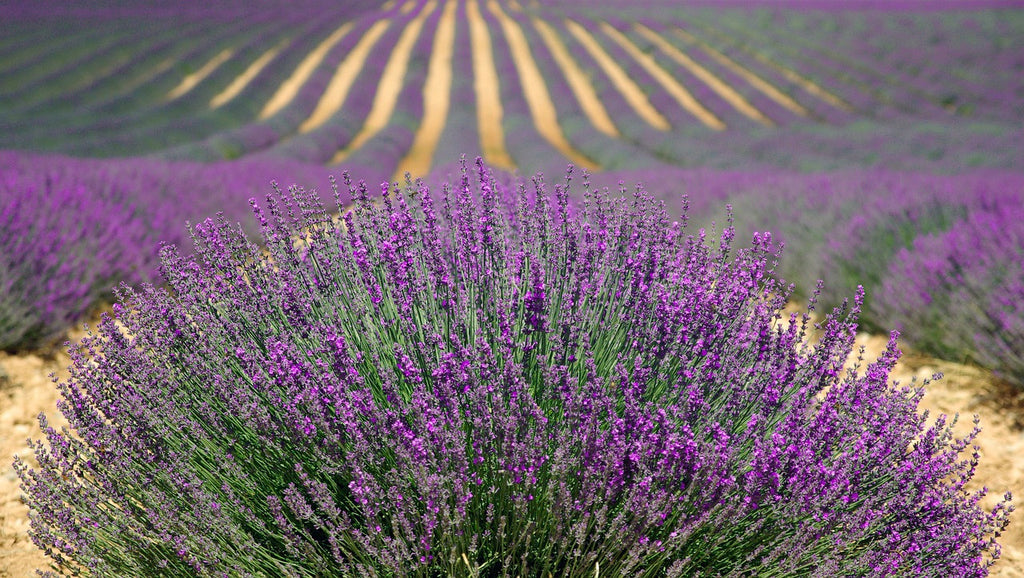 8 Benefits of Lavender
